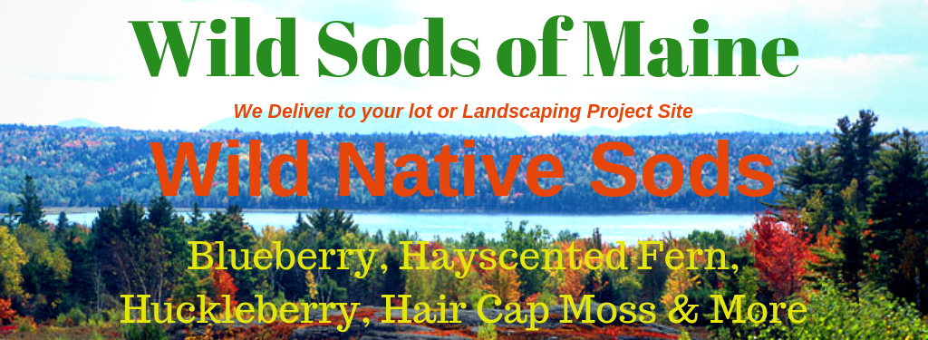 Hay-scented Fern Sod for Landscaping